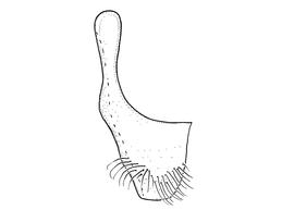  Anthidium edwardsii  male, diagram showing ventral view of seventh sternum (S7), diagram from Gonzalez and Griswold 2013 
